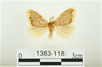 黑翅黃毒蛾藏品圖，第1張