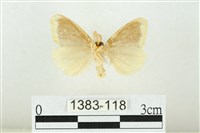 黑翅黃毒蛾藏品圖，第2張