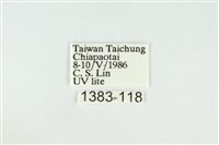 黑翅黃毒蛾藏品圖，第3張