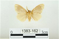 黑翅黃毒蛾藏品圖，第2張