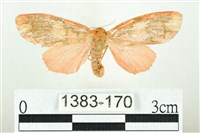 三色豔苔蛾藏品圖，第1張