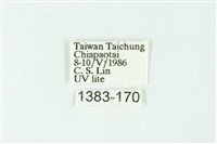 三色豔苔蛾藏品圖，第3張