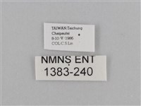 江崎波眼蝶藏品圖，第3張