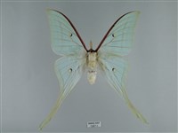 長尾水青蛾藏品圖，第1張