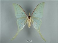 長尾水青蛾藏品圖，第2張