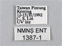 長尾水青蛾藏品圖，第3張