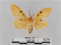 橙擬燈蛾藏品圖，第2張