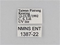 橙擬燈蛾藏品圖，第3張