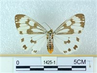 粉蝶燈蛾藏品圖，第1張