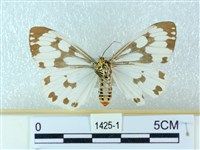 粉蝶燈蛾藏品圖，第2張