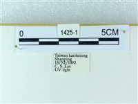 粉蝶燈蛾藏品圖，第3張