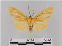 橙擬燈蛾藏品圖，第1張