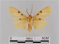 橙擬燈蛾藏品圖，第2張