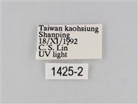 橙擬燈蛾藏品圖，第3張