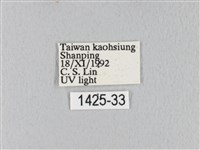 緣斑枯葉蛾藏品圖，第3張