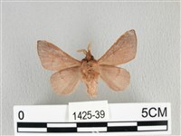 薄翅枯葉蛾藏品圖，第2張