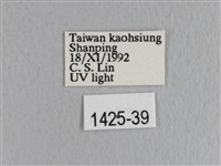 薄翅枯葉蛾藏品圖，第3張