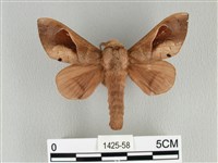 大褐斑枯葉蛾藏品圖，第1張