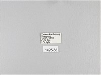 大褐斑枯葉蛾藏品圖，第3張