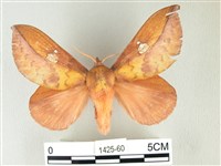 竹黃斜帶枯葉蛾藏品圖，第1張