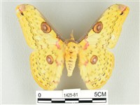 黃豹天蠶蛾藏品圖，第1張