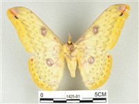 黃豹天蠶蛾藏品圖，第2張