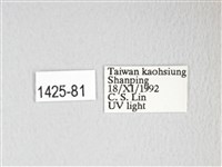 黃豹天蠶蛾藏品圖，第3張