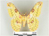 黃豹天蠶蛾藏品圖，第1張