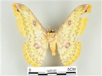 黃豹天蠶蛾藏品圖，第2張