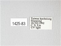 黃豹天蠶蛾藏品圖，第3張