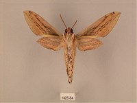 棕綠背線天蛾藏品圖，第2張