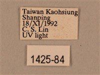 棕綠背線天蛾藏品圖，第3張