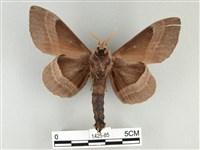 松大毛蟲藏品圖，第2張