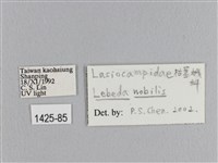 松大毛蟲藏品圖，第3張