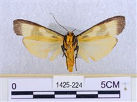 閃光苔蛾藏品圖，第2張