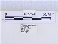 閃光苔蛾藏品圖，第3張