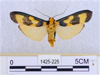 閃光苔蛾藏品圖，第1張