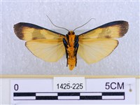 閃光苔蛾藏品圖，第2張