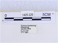 閃光苔蛾藏品圖，第3張