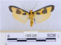 閃光苔蛾藏品圖，第1張