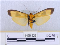 閃光苔蛾藏品圖，第2張