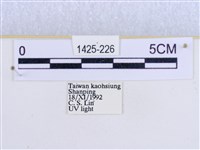 閃光苔蛾藏品圖，第3張