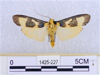 閃光苔蛾藏品圖，第1張