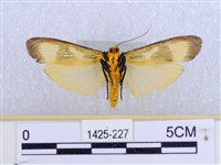 閃光苔蛾藏品圖，第2張