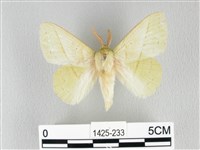 青枯葉蛾藏品圖，第1張