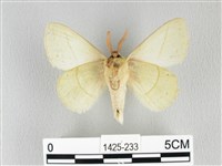 青枯葉蛾藏品圖，第2張