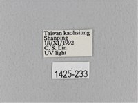 青枯葉蛾藏品圖，第3張