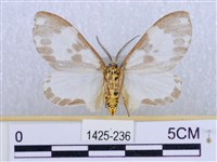 後凸蝶燈蛾藏品圖，第2張