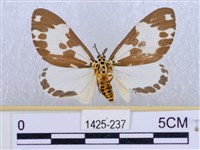 後凸蝶燈蛾藏品圖，第1張