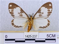 後凸蝶燈蛾藏品圖，第2張